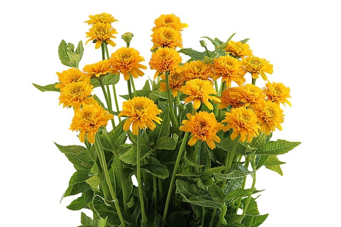 Heliopsis Gold