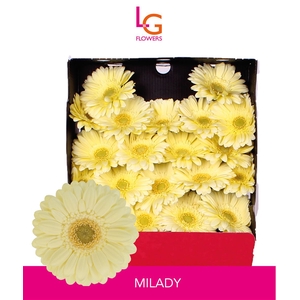 Germini Milady Diamond
