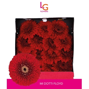 Germini Pomponi Floyd Diamond