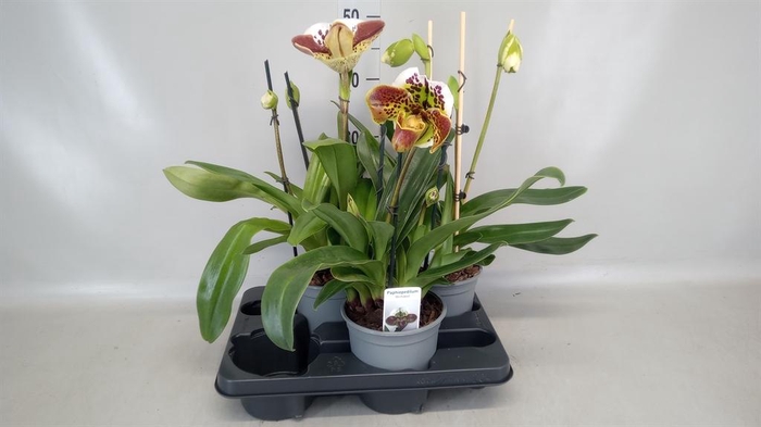 <h4>Paphiopedilum  'Amerikaanse hybrid'</h4>