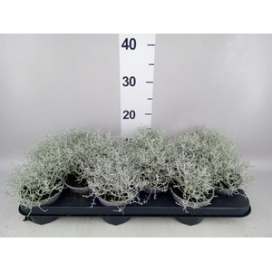 Leucophyta brownii