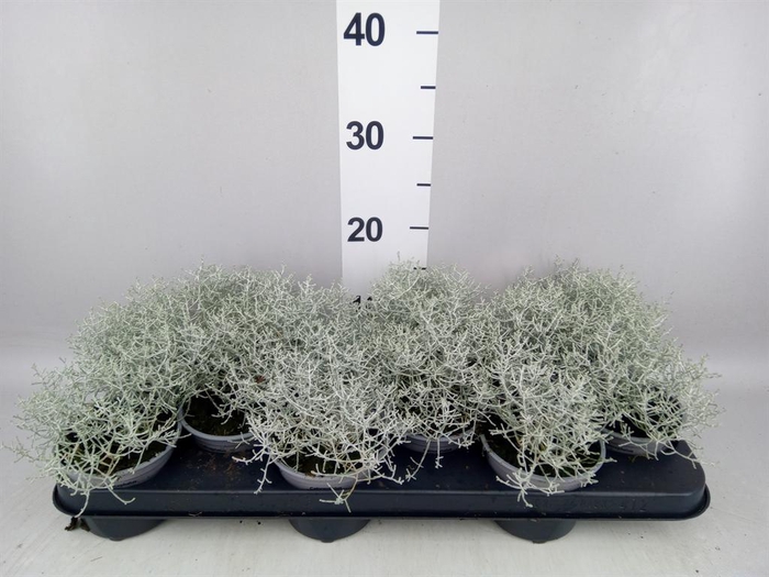 <h4>Leucophyta brownii</h4>