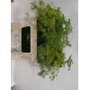 ANET GRAVEOLENS