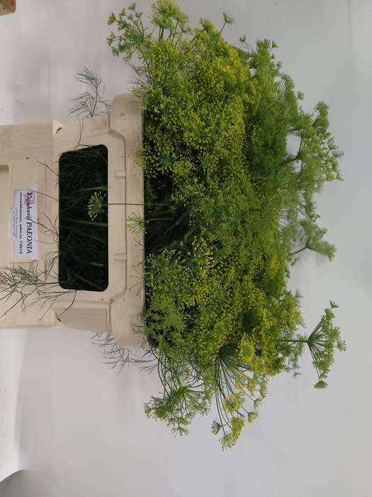 ANET GRAVEOLENS