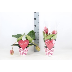 Potcover + Candy 2 knop (Medinilla 1 etage)