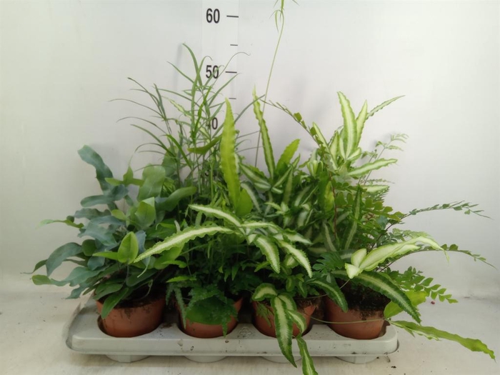 <h4>Ferns   ...mix</h4>