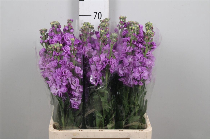 <h4>Matth Iron Blue</h4>