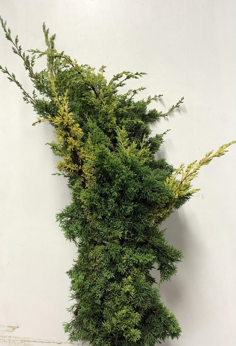 <h4>KERSTGROEN PER PAK JUNIPERUS GEEL</h4>