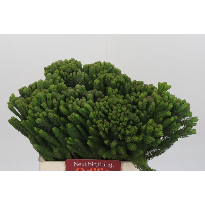 <h4>Kaaps Groen Albigreen</h4>