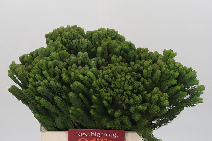 Kaaps Groen Albigreen