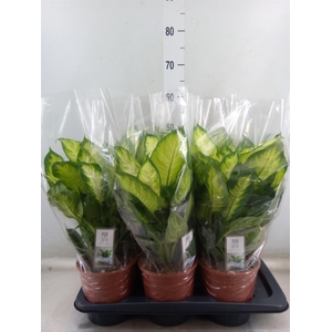 Dieffenbachia  'Camilla'