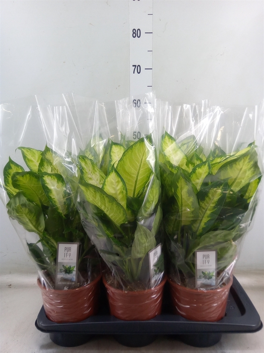 <h4>Dieffenbachia  'Camilla'</h4>