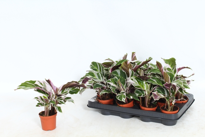 arr8 Calat Fusion White