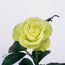 <h4># ROSA GR LEMONADE **CLEAROUT**</h4>