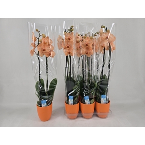 PHAL OV