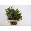 ENKIANTHUS SPRAY BLOEIEND 080/090CM