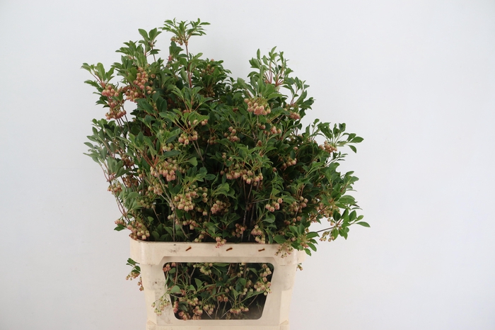 ENKIANTHUS SPRAY BLOEIEND 080/090CM