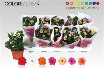 <h4>KAL GE GEM 7 KL</h4>