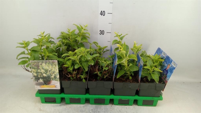 <h4>Phygelius capensis</h4>