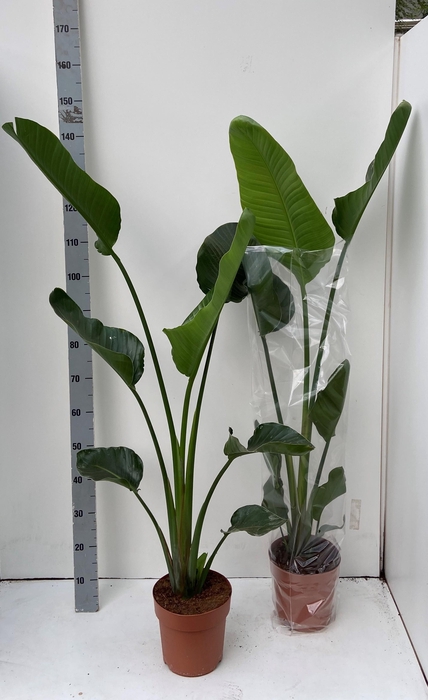 <h4>STRELITZIA NICOLAI</h4>