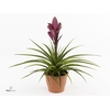 Tillandsia Amira Luxe Keramiek (Decorum)