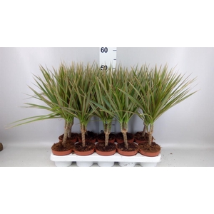 Dracaena marg. 'Bicolor'