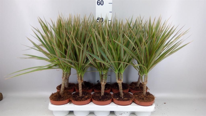 <h4>Dracaena marg. 'Bicolor'</h4>