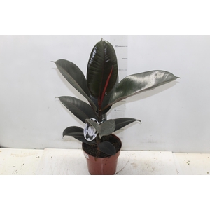 FICUS ELASTICA BURGUNDY P17