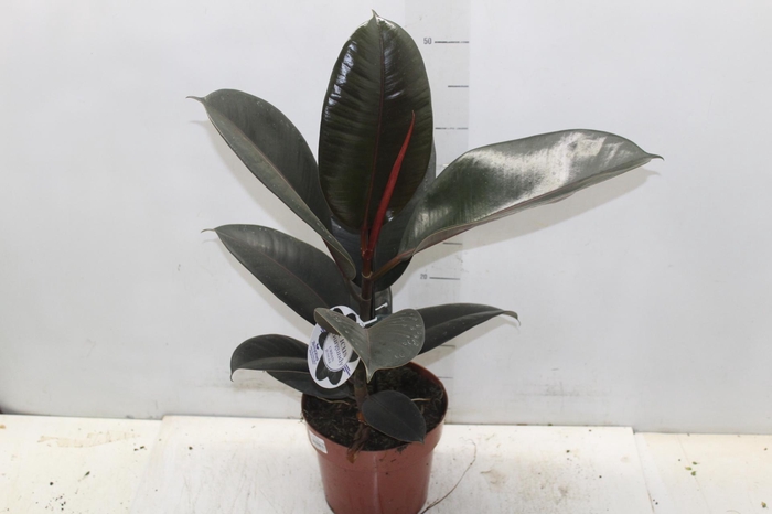 <h4>FICUS ELASTICA BURGUNDY P17</h4>