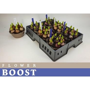 HYACIN PEAR GEM 4 KL