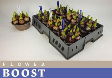 <h4>HYACIN PEAR GEM 4 KL</h4>