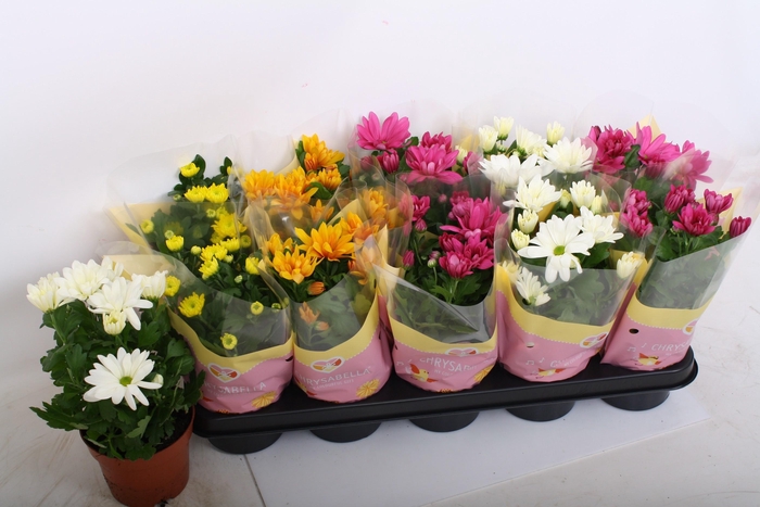 <h4>CHRYS GEM 4 KL</h4>