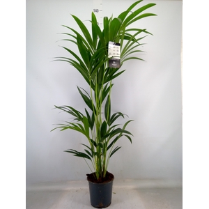 Howea forsteriana