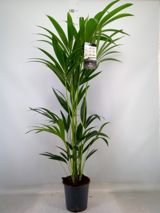 <h4>Howea forsteriana</h4>