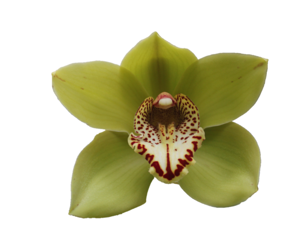 <h4>CYMB T POPEYE</h4>