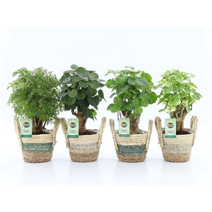 Polyscias overig