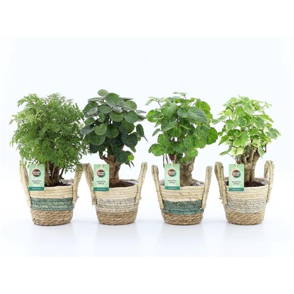 Polyscias overig