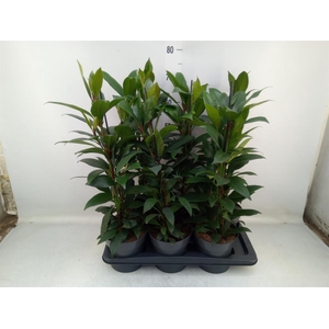 Ficus cyathistipula 'Compacta'