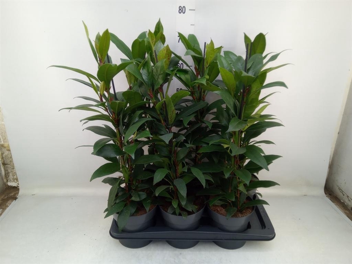 <h4>Ficus cyathistipula 'Compacta'</h4>
