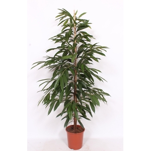 Ficus Amstel King