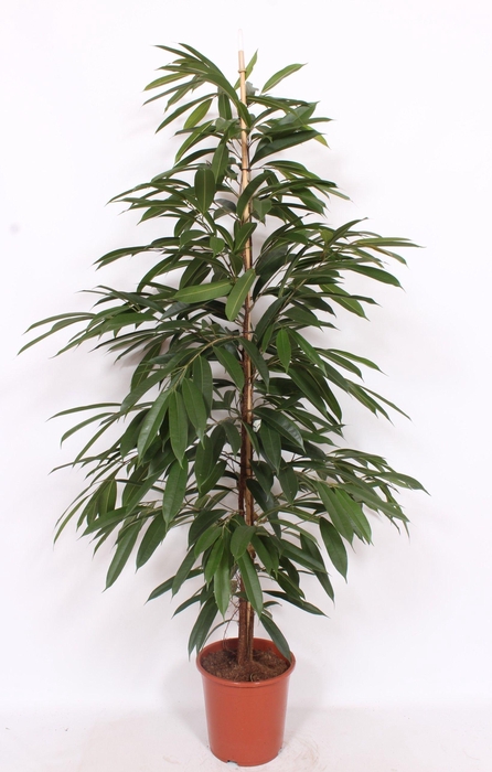 <h4>Ficus Amstel King</h4>