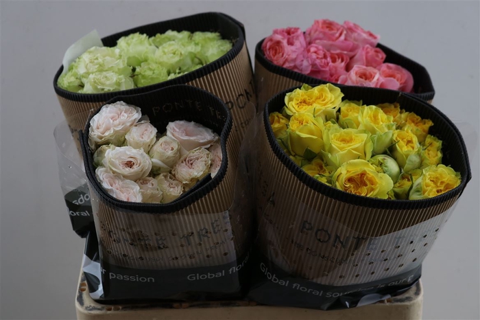 <h4>R Tr Gem In Fust</h4>