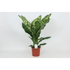 Dieffenbachia Crown