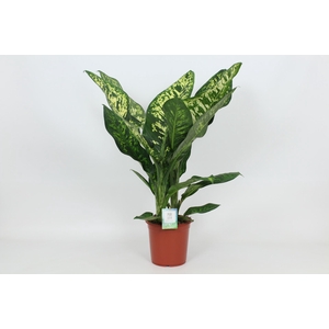 Dieffenbachia Crown