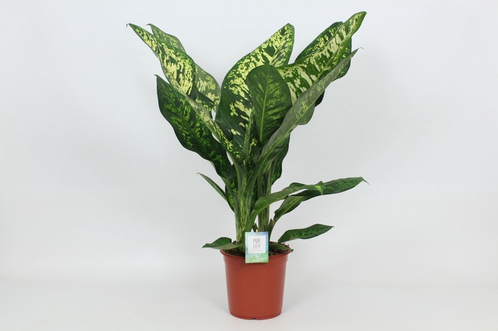 <h4>Dieffenbachia seg. 'Crown'</h4>