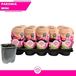PAEONIA OV