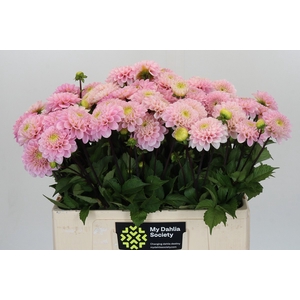 Dahlia Wizard of Oz