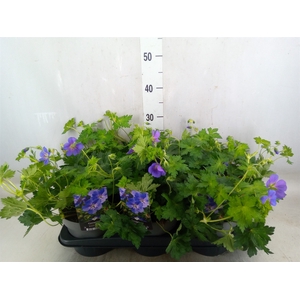 Geranium  'Bloom Me Away'