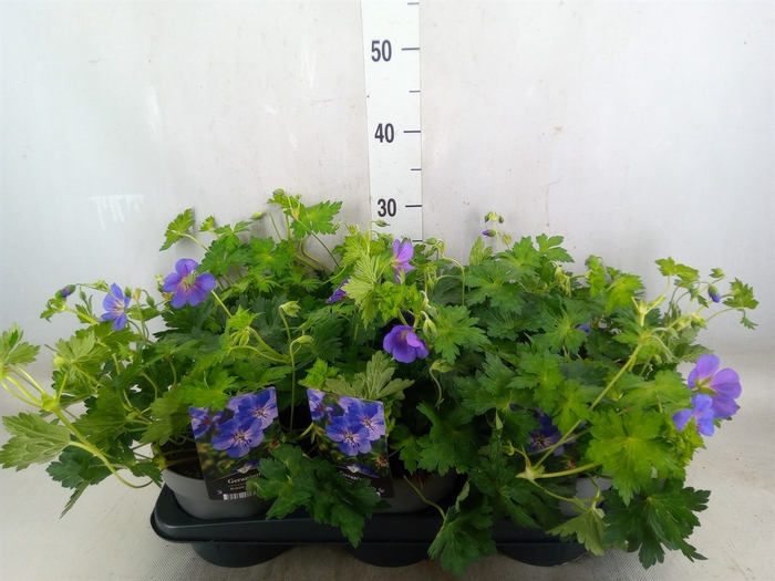 <h4>Geranium  'Bloom Me Away'</h4>