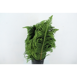 ARAUCARIA 1KG